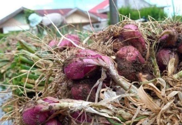 WEBSITE (55) Petani di Solok keluhkan kabut asap ganggu pertumbuhan hortikultura