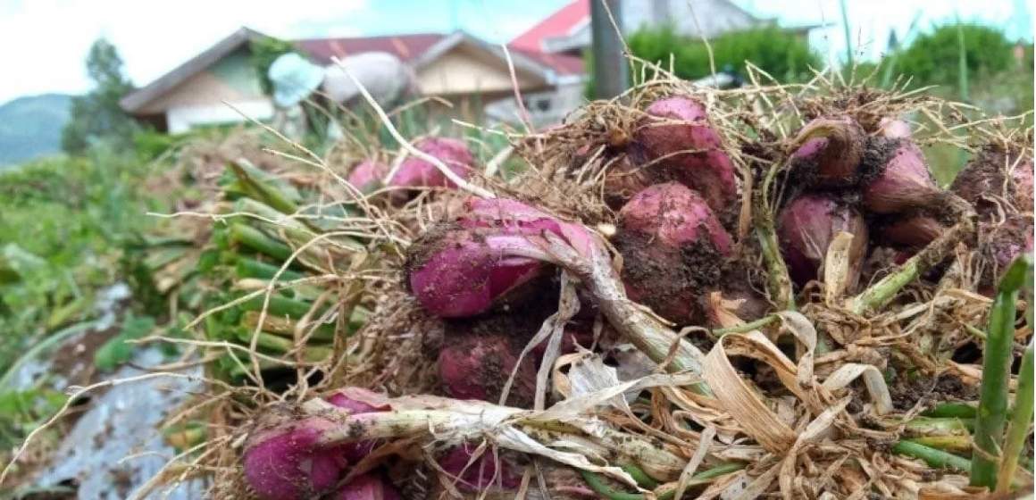 WEBSITE (55) Petani di Solok keluhkan kabut asap ganggu pertumbuhan hortikultura